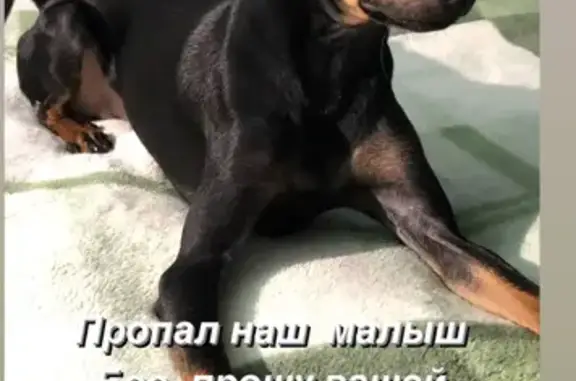 Пропала собака в Москве, Босс тойтерьер, вознаграждение.