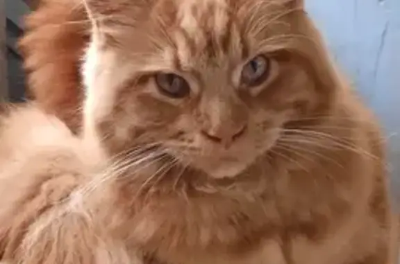 Кошки потеряшки, Киров, фото: Потеряшка кошка Рыжая на ул. Розы Люксембург, 76, Киров.