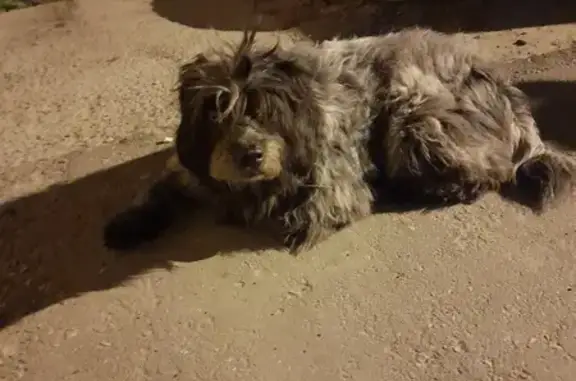Собака найдена на Полынковской, ул. 65В к3 в Тамбове
