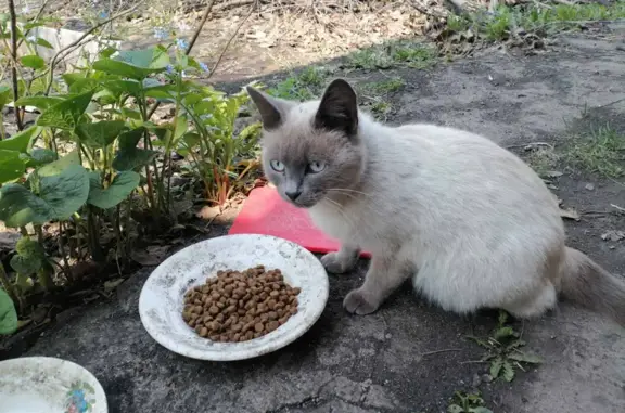 Сиамская кошка найдена в Магнитогорске