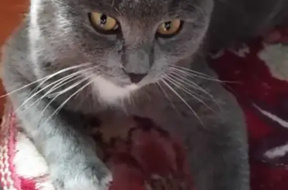 Кошки потеряшки, Новосибирск, фото: Потеряшка кошка на Малой ул. Плеханова, 13, Новосибирск