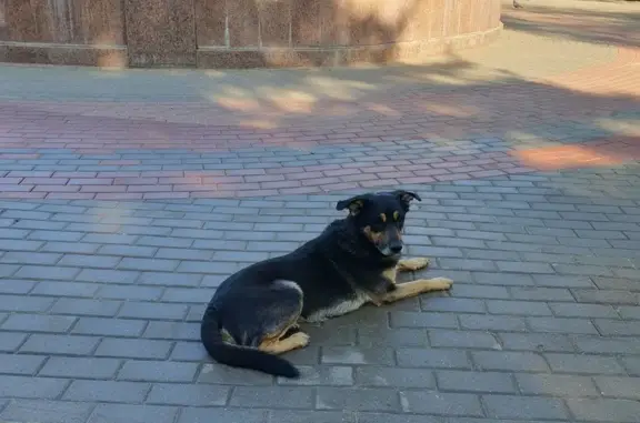 Собака ждет у фонтана: ул. Калинина, Химки