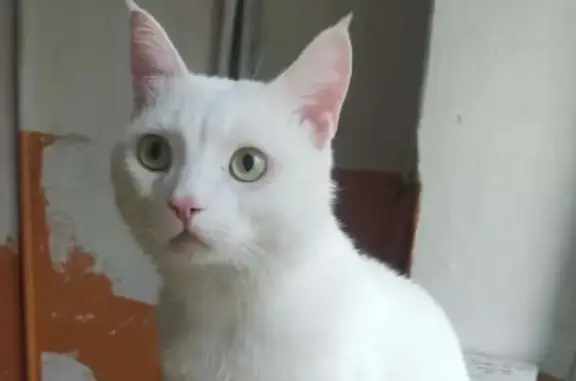 Найден белый кот с кисточками на ушах в Томске