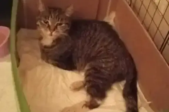 Серая полосатая кошка найдена на Хлебозаводском тупике, Люберцы