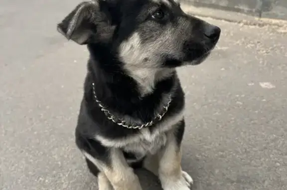 Найдена собака на Ключевской, 82 в Улан-Удэ