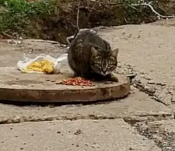 Пропала кошка в Балаково на улице Чернышевского