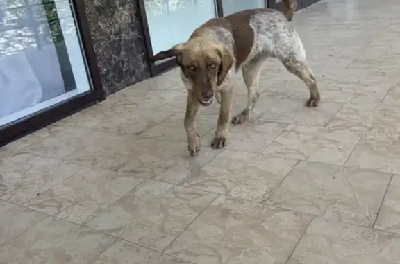 Худая собака с раной на лапке на улице Ленина, 136, Анапа