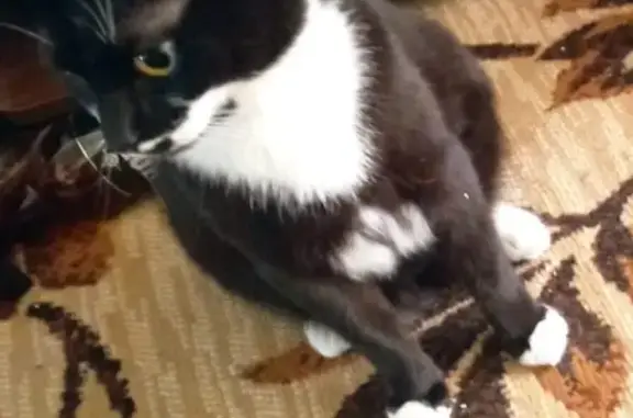 Пропала кот Мальчик, 70 Саянск, чёрный с белой грудкой.