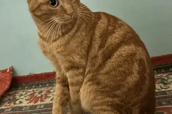 Найден кот на Восточно-Кругликовской, не кастрирован