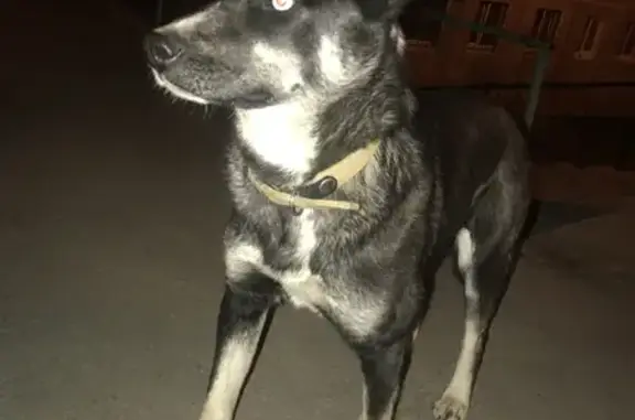 Найдена собака с ошейником в Иркутске