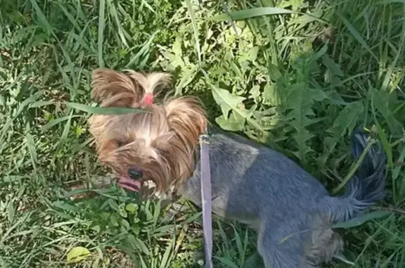 Потерянные животные Донецк, фото: Пропала собака на ул. Подтёлкова, 165 в Донецке