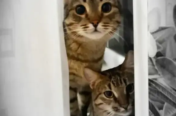 Кошки потеряшки, Набережные Челны, фото: Потеряшка кот с окрасом пестрым в Н. Челнах 47/07