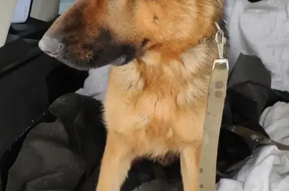 Собаки потеряшки, Ленинградская область, фото: Потеряшка немецкая овчарка, 4 Покровская