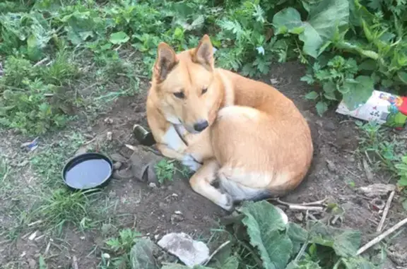 Собака найдена на улице Куконковых, 10, Иваново.