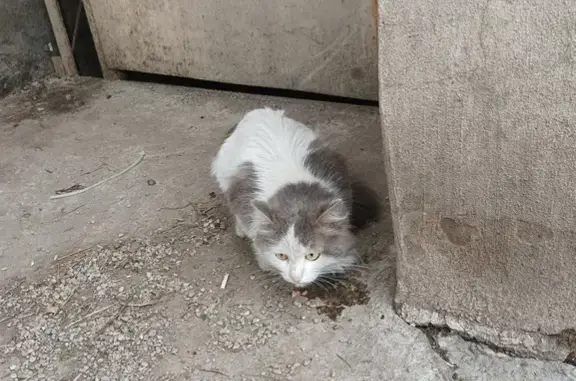 Найден крупный кот с ошейником на Напольной, 122, Иркутск