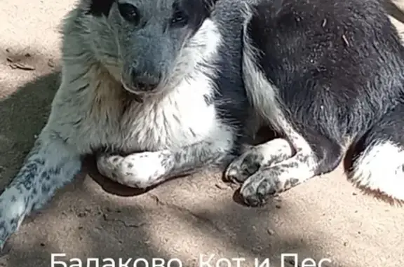 Пропала собака в Балаково, Саратовская область