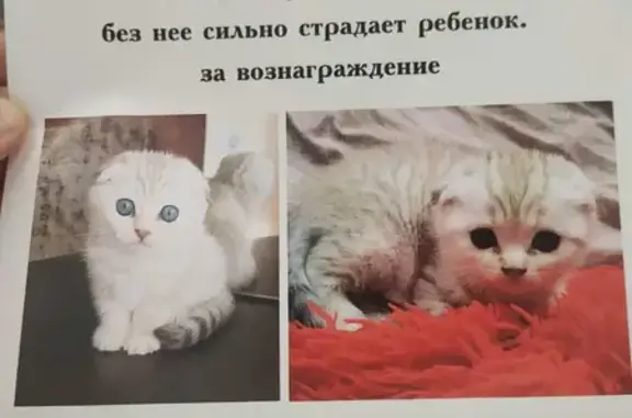 Пропала кошка на улице Плеханова, 22 в Ейске.