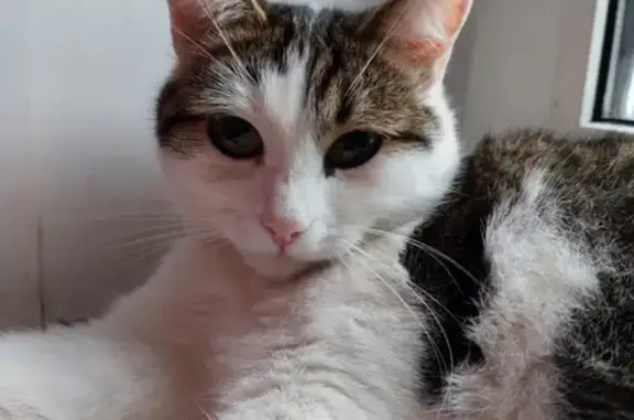 Кошки потеряшки, Тольятти, фото: Потеряшка кошка Мальчик, ул. 25 лет Октября, 11, Тольятти