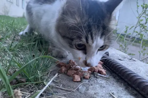 Найдена кошка на Верхнеудинской, 14 в Чите