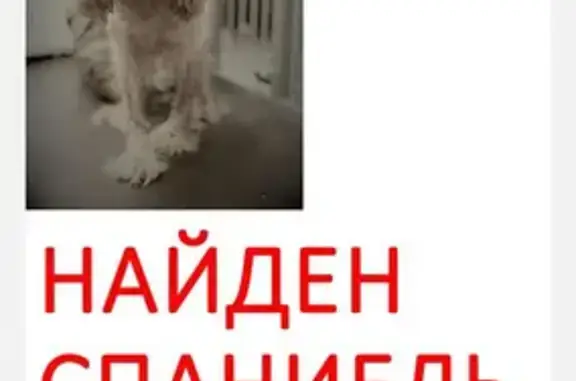 Найдена собака без чипа в поселении Внуковское
