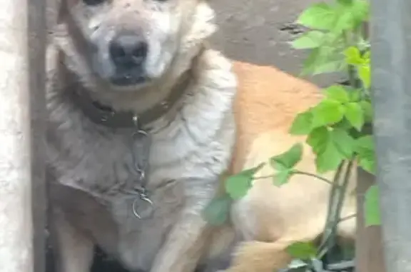 Собака найдена на улице Буркова, 12, Волгоград.