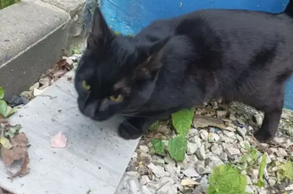 Найдена кошка на улице Кауля, Тула