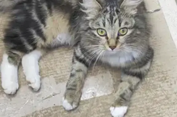 Пропала кошка в Балашихе на улице Свердлова, 4