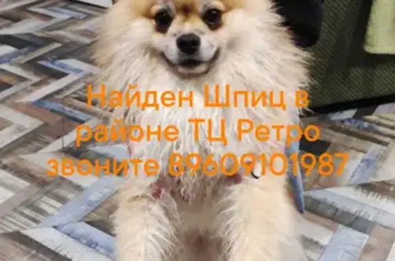 Собака Шпиц найдена на ул. Сибиряков-Гвардейцев, 22А
