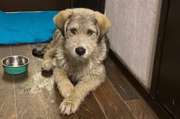 Собака-щенок найдена на улице Тельмана, 43 к3, СПб.