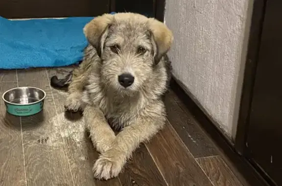 Найдена собака на улице Тельмана, СПб