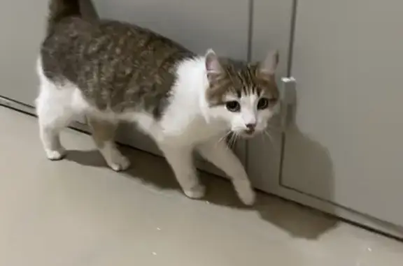 Найдена кошка с ранами на Ленинского Комсомола 23