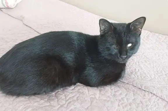 Кошки потеряшки, Тольятти, фото: Потеряшка черный слепой котик на ул. Дзержинского 11