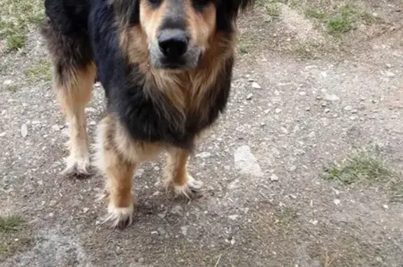 Найдена домашняя собака в Пальниках на ул. Ленина 16
