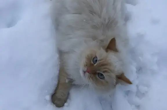 Пропала кошка Кот на улице Достоевского