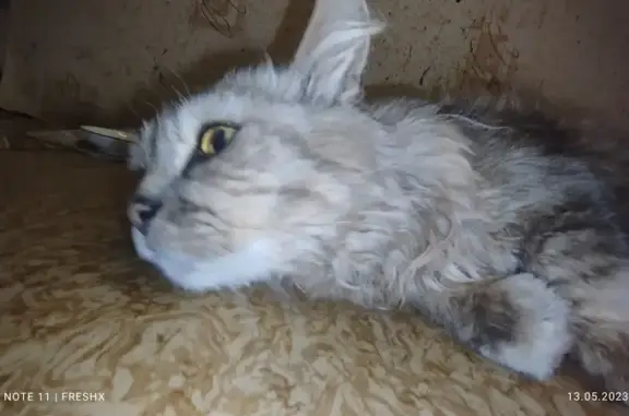 Пропала кошка на улице Шевченко, Сарапул 🆘