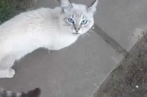 Найден домашний котик в Чеховском районе, Московская обл.