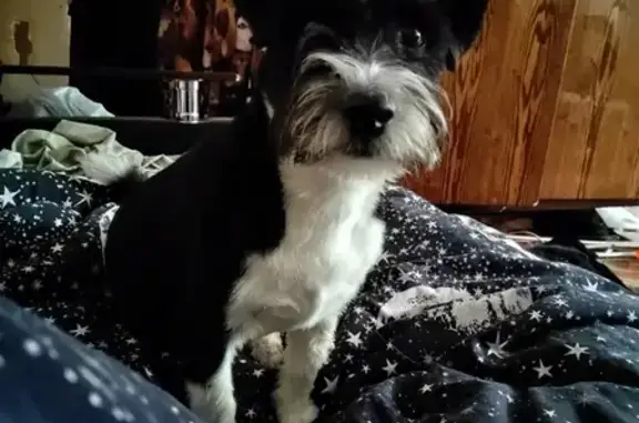 Объявления о пропавших и найденных животных, Краснодар, фото: Пропала собака на Беговой улице, Краснодар