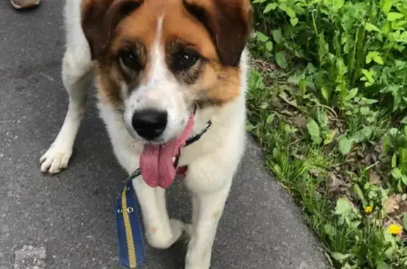 Собака Мальчик найдена в Московской области