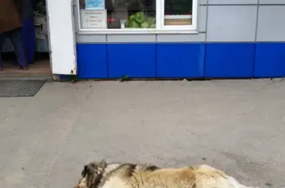 Найдена игривая собака на ул. Гагарина 3, Луховицы