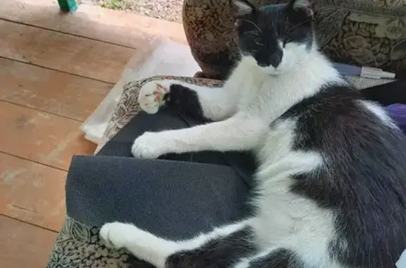 Кошки потеряшки, , фото: Потеряшка кошка на ул. Афанасьева с белыми пятнами и громким мурлыканьем