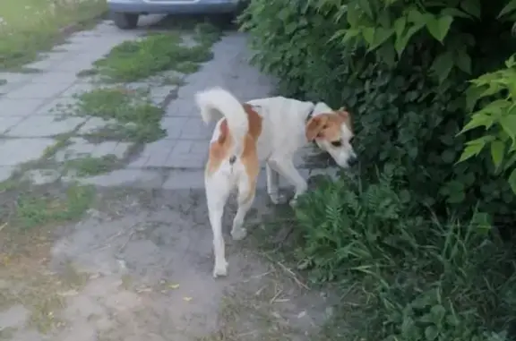 Найден пугливый пёс на 2-й Пушкарной, 93, Орёл