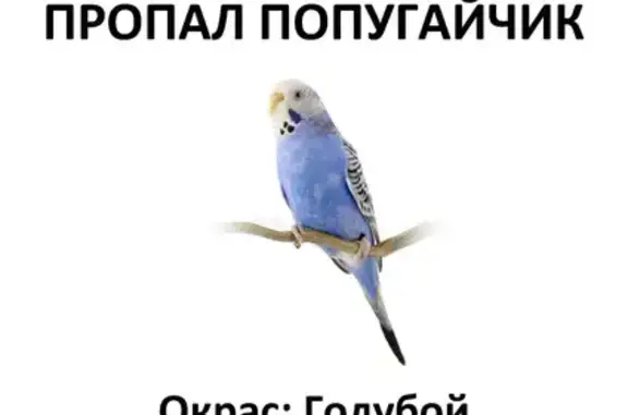 Пропал попугай голубого окраса на Живописной улице, 17к2, Москва