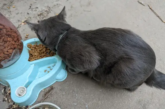 Найден голодный кот в Москве, Архангельский переулок