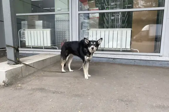 Собака найдена на Якорной улице, 7 в Москве.