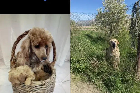 Пропала собака в Озерово: лабрадор и пудель