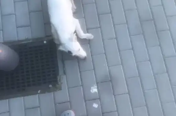 Найден щенок на ул. М. Горького, Батайск