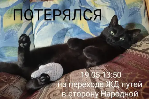 Пропала кошка на Львовской, на переходе ЖД путей в сторону Народной