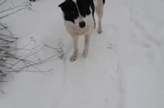Пропала собака в Демидовском поселении, Тульская область