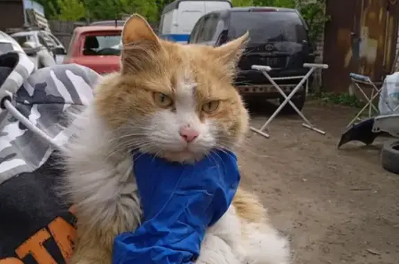 Найдена кошка Рыженькая с белым в Щербинке