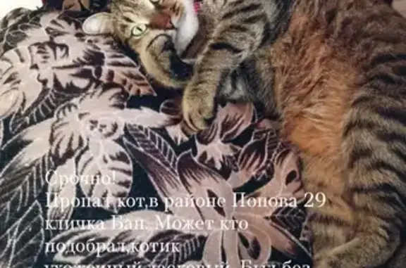 Пропала кошка Котик на ул. Попова, 29